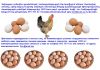 Предприятии нужны куриные яйца  ежемесячно минимум 1000шт.